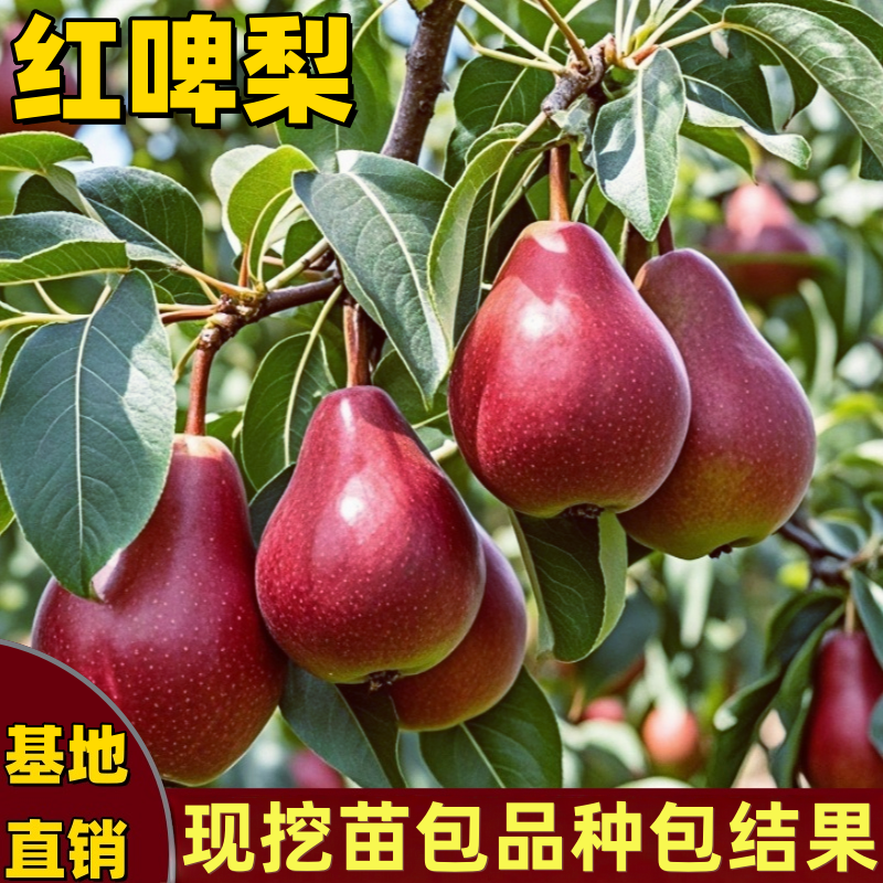 正宗红啤梨树苗嫁接红香酥梨苗南方北方种植盆栽地栽耐寒当年结果