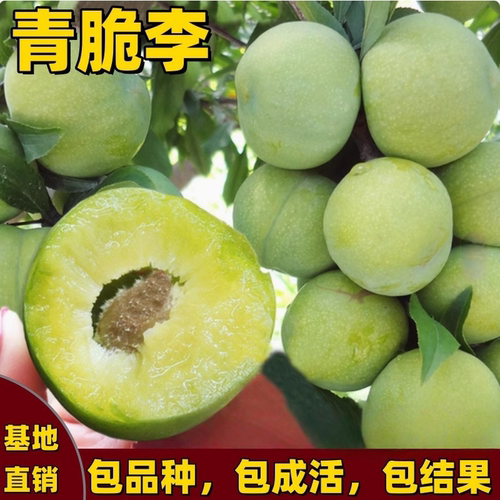 青脆李子树苗南北方庭院地栽盆栽嫁接果树苗脱骨晚熟特大果当年结 - 封面