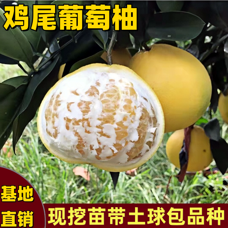 鸡尾葡萄柚树苗南方北方庭院盆栽嫁接葡萄柚子树苗带土球当年结果