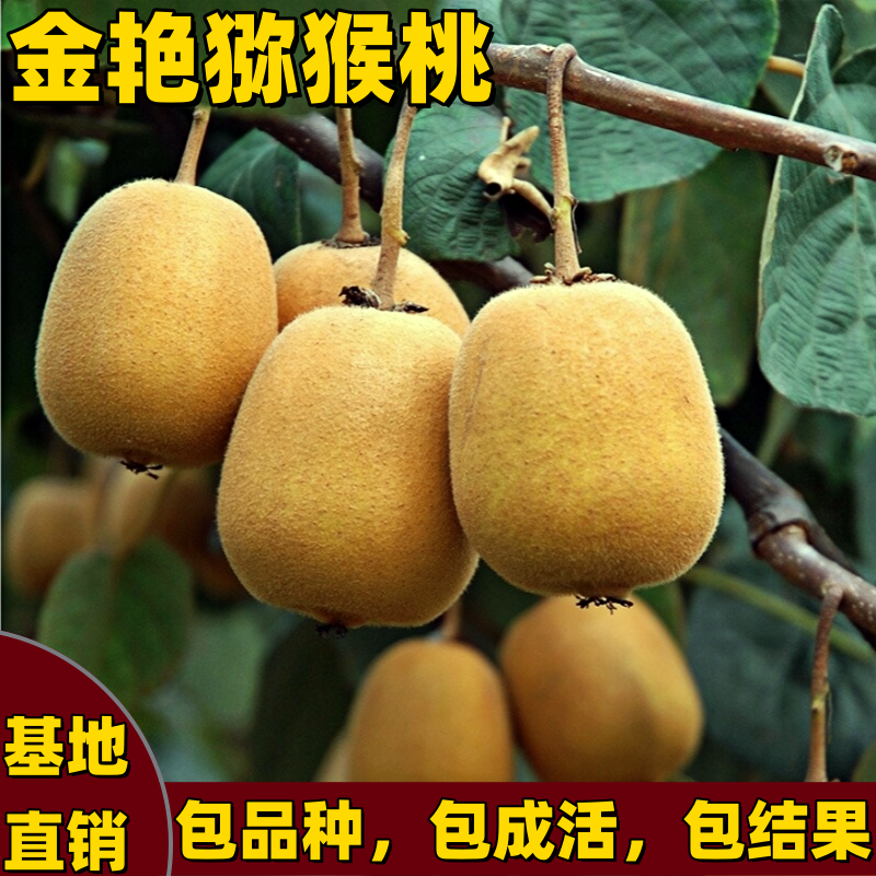 金艳猕猴桃苗南北方种植庭院爬藤耐寒果树苗嫁接矮化黄肉当年结果