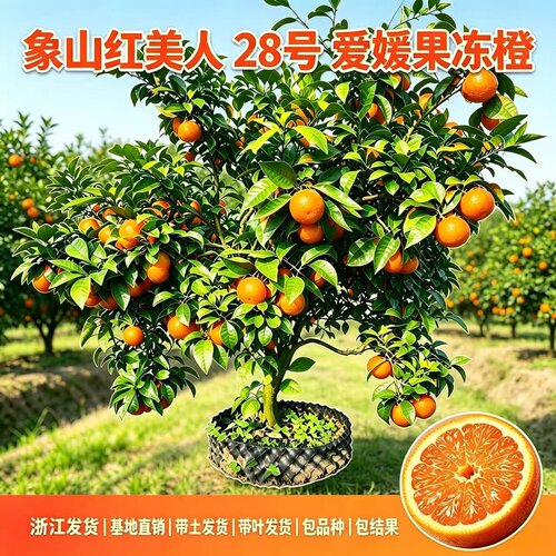 象山红美人爱媛28号无核柑橘树苗