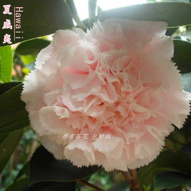 粉白夏威夷茶花嫁接盆栽常绿植物花卉庭院种植开花时令草本花卉