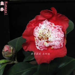 托桂型 洒金宝珠熊谷口红进口嫁接品种包邮包对版根有茶花直发
