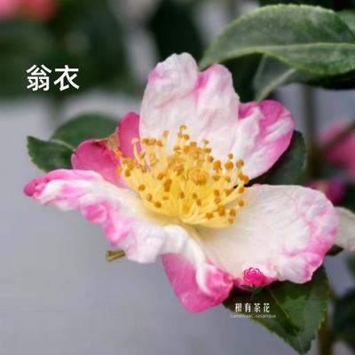 翁衣马歇尔茶梅进口盆栽花卉