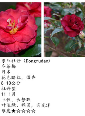 红色茶梅球原生五年立寒丹玉小玫瑰绯乙女东牡丹包对版包邮