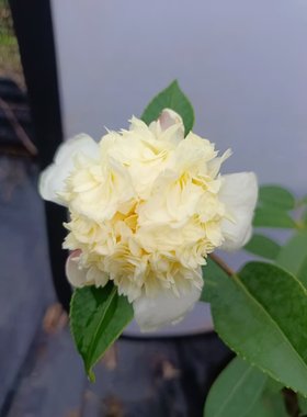 黄海内宝珠茶梅黄色托桂形带香味稀有嫁接带花苞