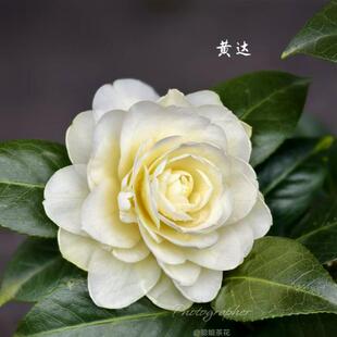 黄达（Dahlohnega)美国山茶花奶黄色带花苞好养活