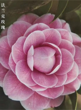 意大利茶花品种法兰克玫瑰Virginia Franco Rosea带花苞阳台绿植