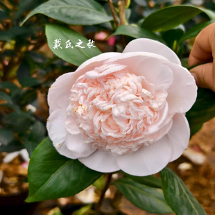 戴氏之歌嫁接带花苞粉色经典大花山茶树苗四季常青阳台花卉绿植