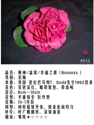 美国经典带香味茶梅品种财神（Bonanza )带花苞阳台绿植盆栽花卉