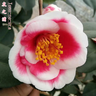 友之浦 名贵日本进口茶花嫁接花卉阳台窗台精品盆栽包对版