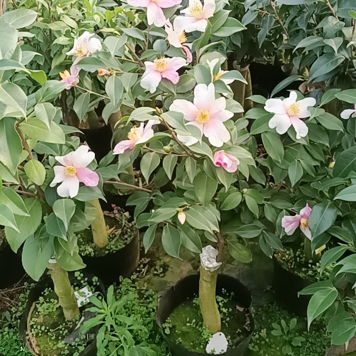 梦嫁接苗,鲜花速递/花卉仿真/绿植园艺,绣球/木绣球/木本植物,淘宝优惠券,粉丝福利购,淘宝优惠卷