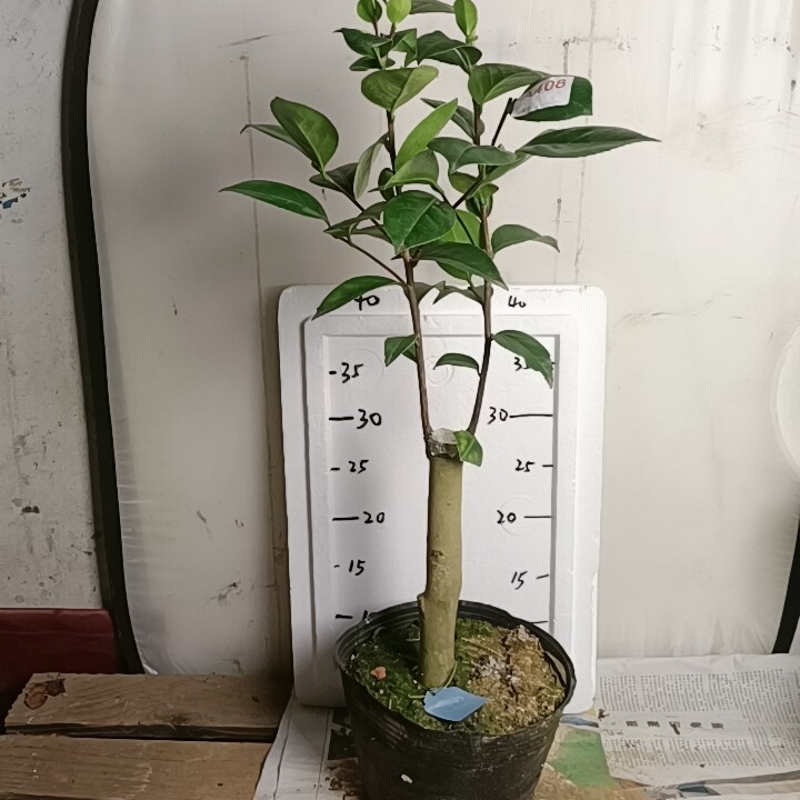 久留米乙女408造型盆景