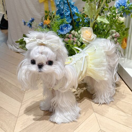 公主芭蕾裙宠物猫狗泰迪比熊衣服