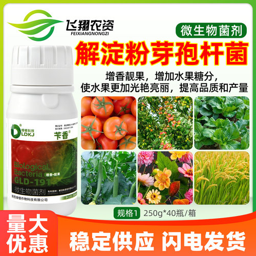 绿顿苄香解淀粉芽孢杆菌保护果面除果锈靓果微生物菌剂叶面肥