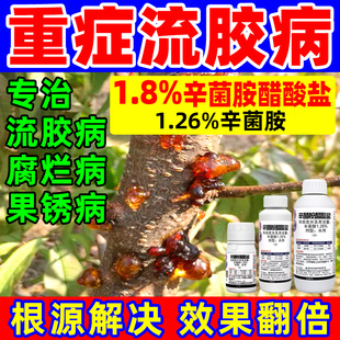 桃树流胶病专用药樱桃杏树李子果树溃疡病辛菌胺醋酸盐农药杀菌剂