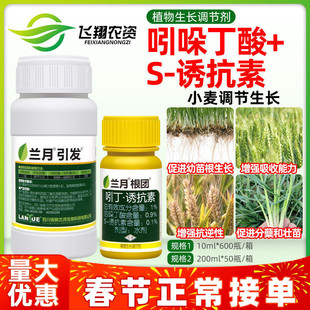 兰月根团 1%吲哚丁酸诱抗素小麦抗逆壮根分蘖壮苗植物生长调节剂