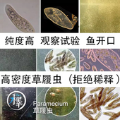 大草履虫洄水水蚤草履虫活体鱼苗开口饲料观察实验教学用密度纯度