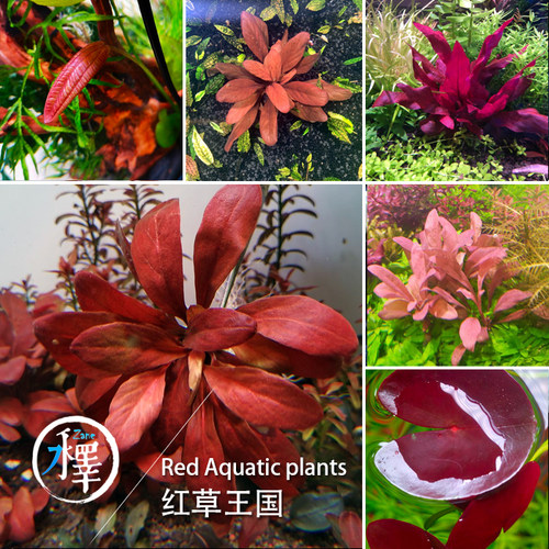 红色水草稀有妖艳新奇