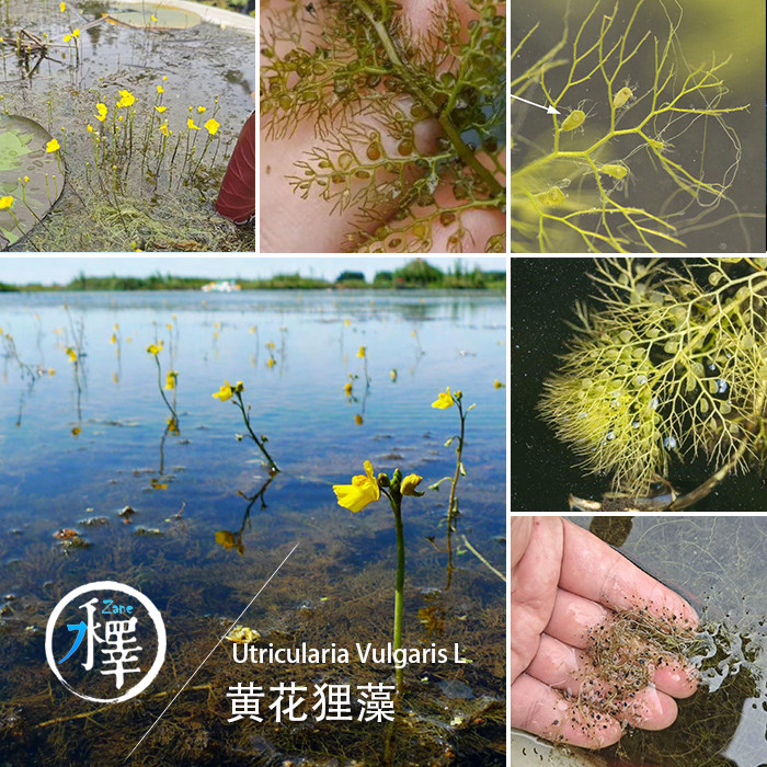 黄花狸藻水生狸藻丝叶捕蚊子幼虫食虫植物水培植物食虫草水陆沼泽