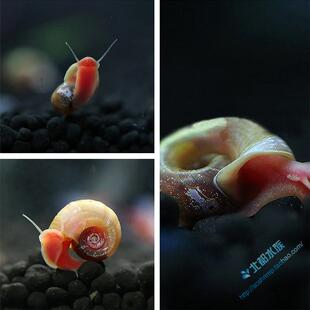 螺橙兔羊角螺苹果螺草缸除藻螺观赏螺工具螺活体宠物