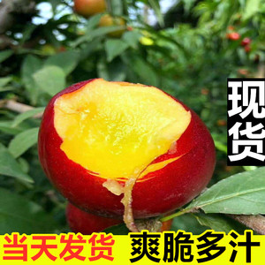 农家新鲜采摘脆甜曙光黄心油桃