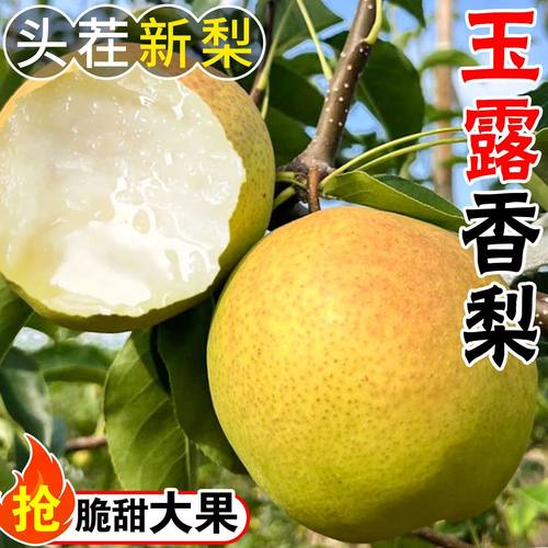 山西农家特产头茬现新鲜玉露香梨