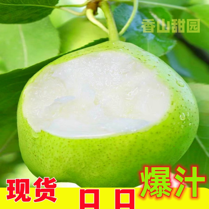 山西运城早酥梨现摘新鲜水果