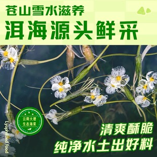 新品云南大理特产高原洱海海菜花冻干脆清爽酥脆开袋即食营养均衡