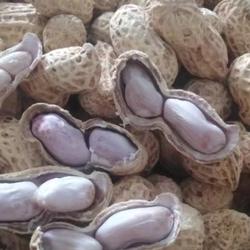 平潭f福清新上市晒干原味水煮白晒花生