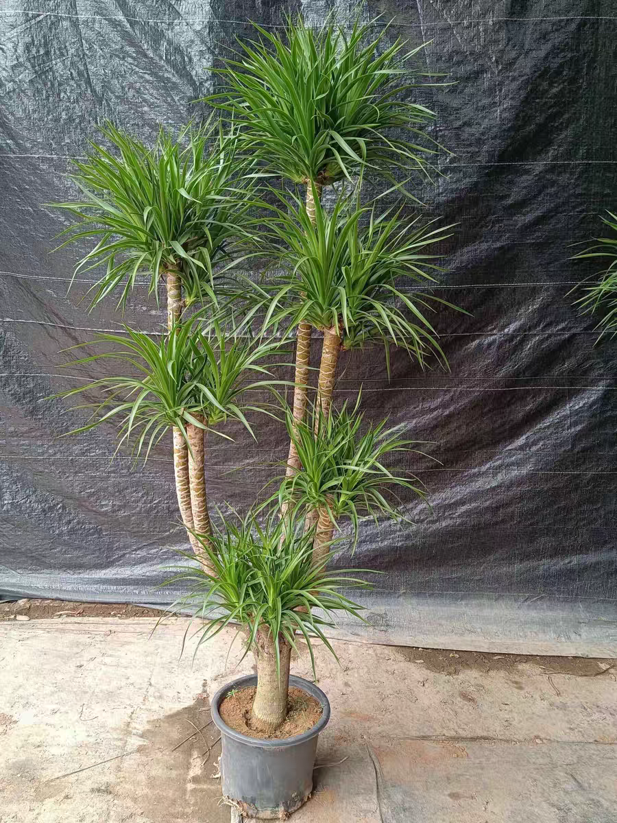 单杆耐阴血室内盆栽多型须网红龙头观叶植物龙大型绿植造老桩树树