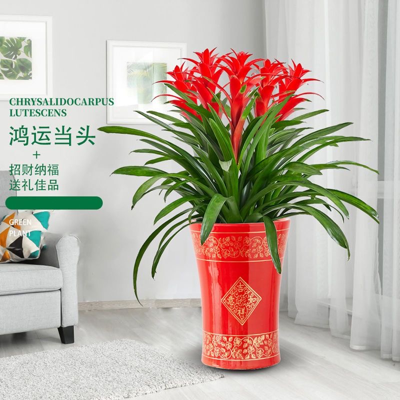 大盆鸿运当头盆栽植物花卉凤梨小红星大型绿植室内客厅办公室招财