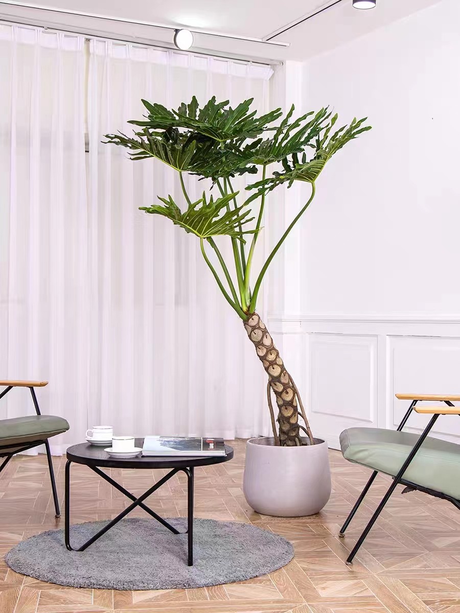 龙鳞春羽老桩盆栽室内大型绿植北欧网红室内客厅吸甲醛观叶植物,鲜花速递/花卉仿真/绿植园艺,大型绿植/成品组合盆栽,淘宝优惠券,粉丝福利购,淘宝优惠卷