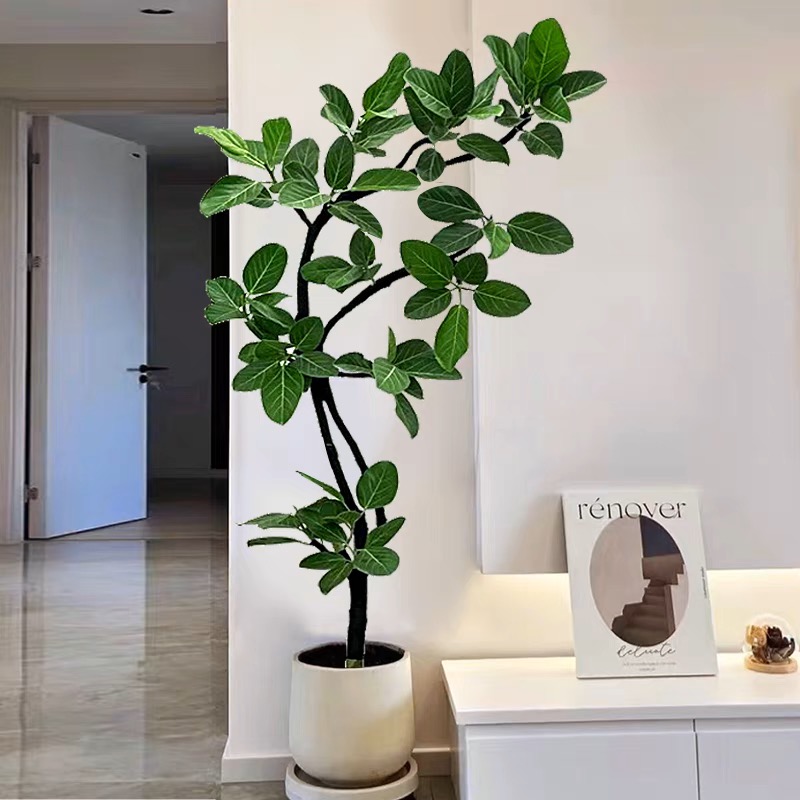 高山榕盆栽造型网红室内客厅吸甲醛植物四季常青观叶大型老桩绿植