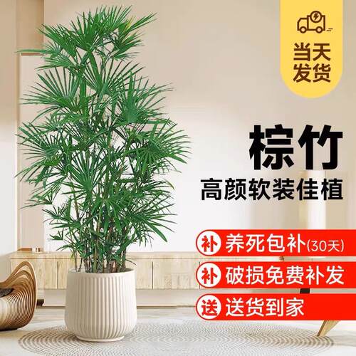 金山棕竹盆栽室内大型绿植客厅高级感植物落地式四季好养竹子花卉