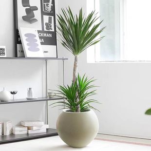 太空铁龙血树室内室外网红大型绿植盆栽客厅阳台办公室美观吸甲醛