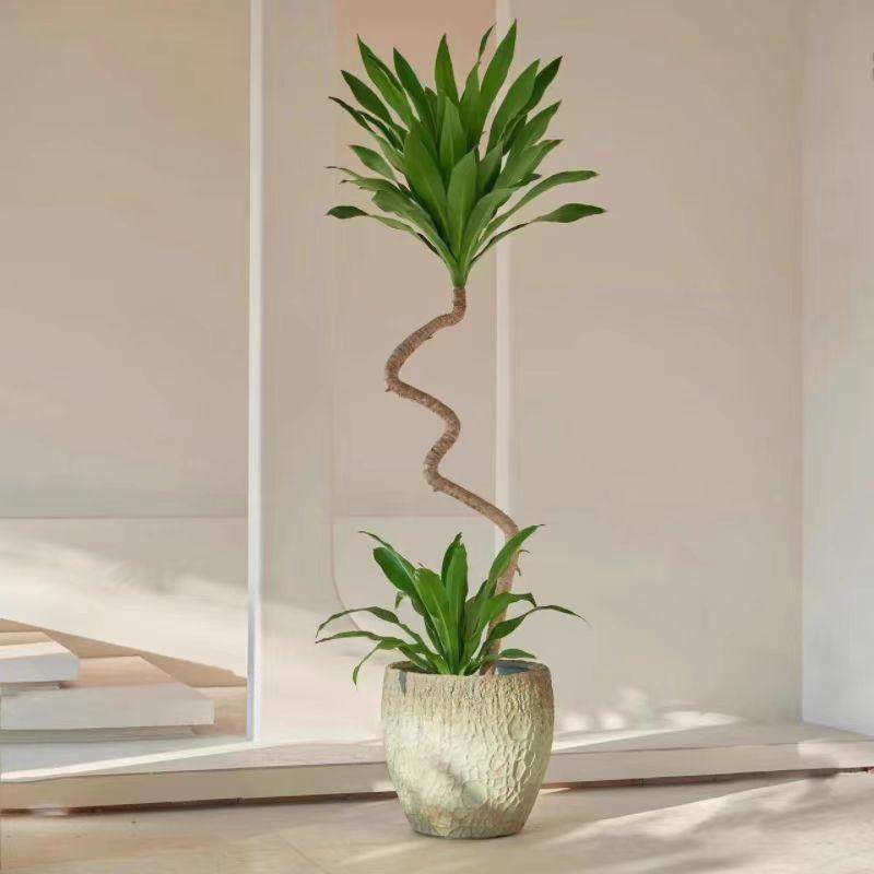 荷花铁美人铁盆栽四季常青造型绿植室内耐阴植物居家好养易活,鲜花速递/花卉仿真/绿植园艺,大型绿植/成品组合盆栽,淘宝优惠券,粉丝福利购,淘宝优惠卷