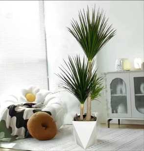 黑珍珠龙血树盆栽细叶双层多头龙须树老桩大型室内客厅绿植苗好养