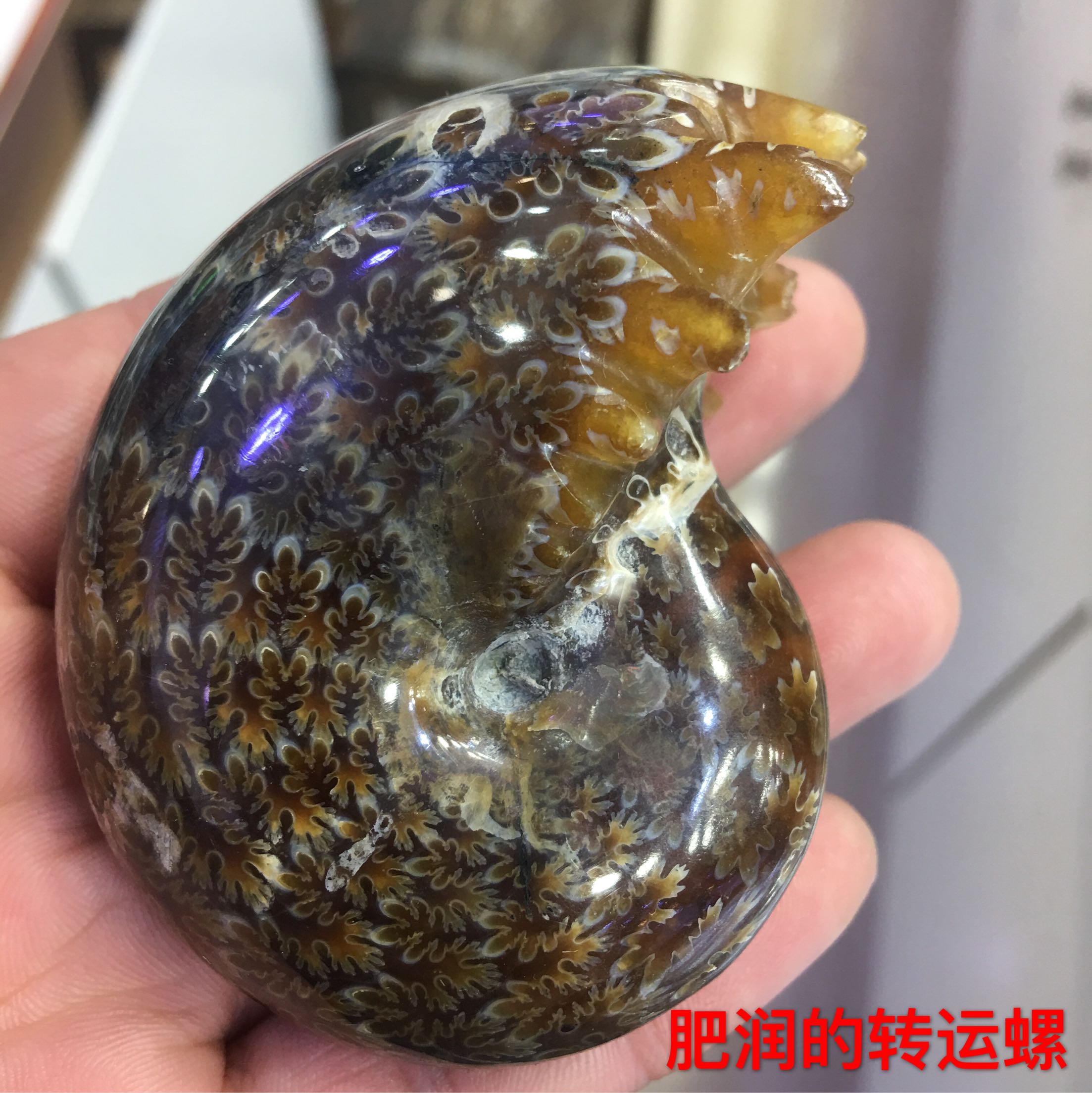 马达加斯加海螺化石玉化螺招财螺家居摆件手把件风水摆件超值热卖