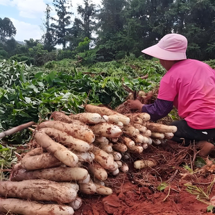 断开不售后介意勿拍 大叔臻选 云南红土高原灵芝山药净重5斤