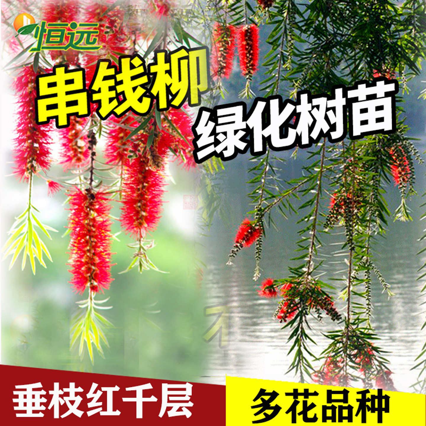 串钱柳树苗垂枝红千层绿化苗木