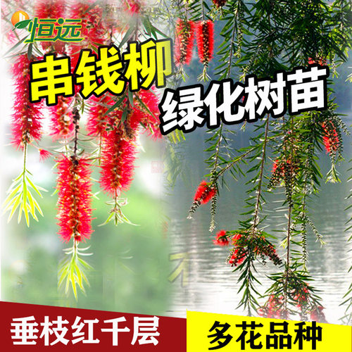 串钱柳树苗垂枝红千层绿化苗木