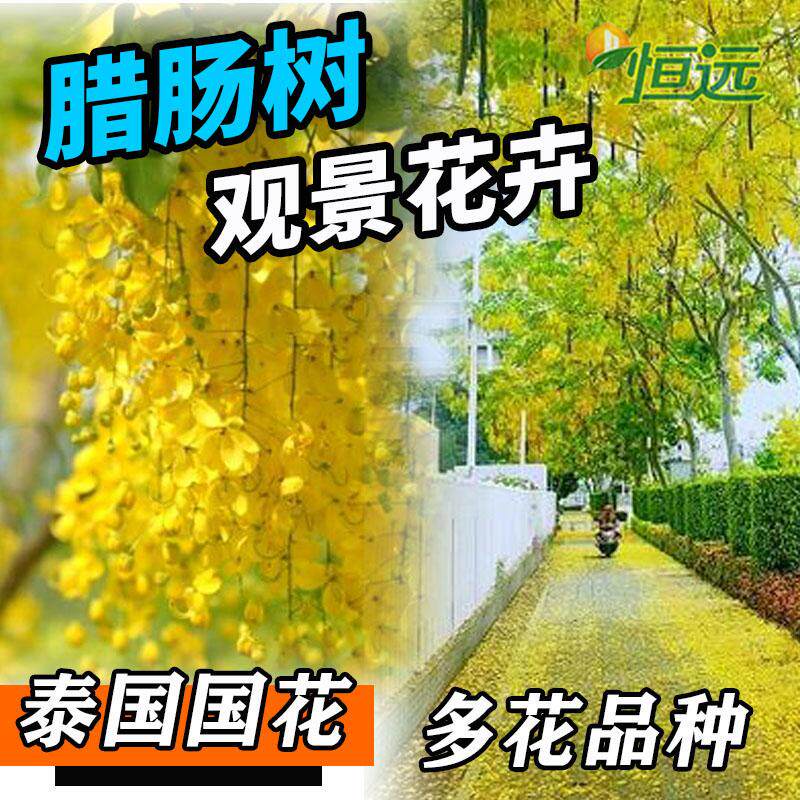 腊肠树苗黄花正宗阿勃勒黄金雨泰国国花金链花树苗庭院绿化风景树