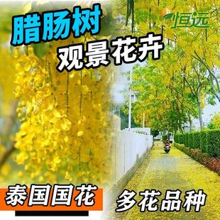 腊肠树苗黄花正宗阿勃勒黄金雨泰国国花金链花树苗庭院绿化风景树