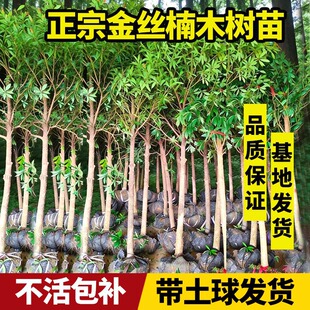 名贵金丝楠木树苗正宗四川小叶桢楠赤楠盆栽地栽金丝楠木大树