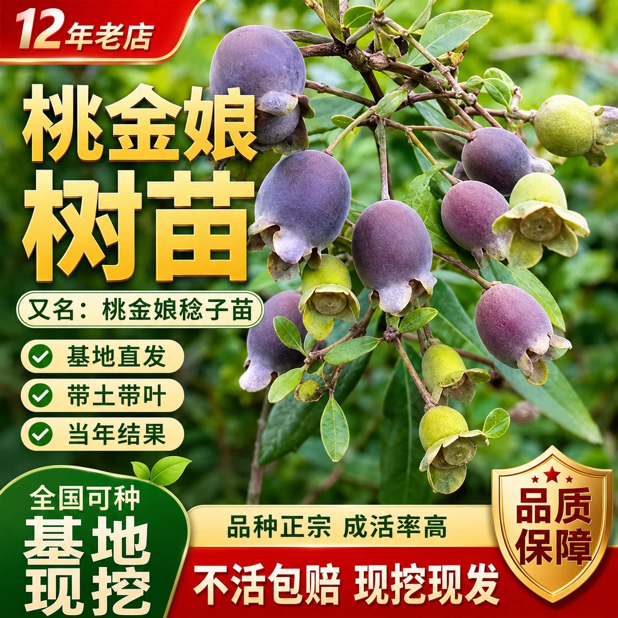 桃金娘苗山捻子树苗当年结果图片