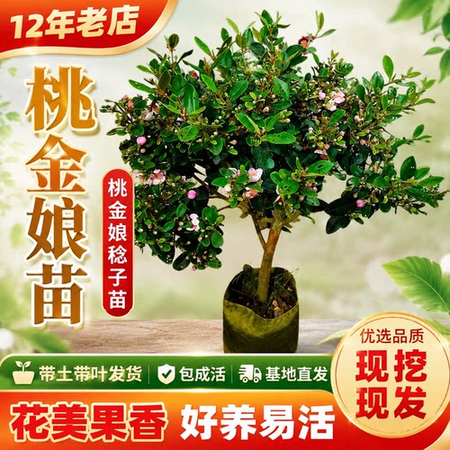 桃金娘苗山捻子树苗当年结果