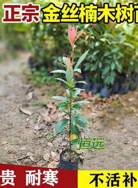名贵金丝楠木树苗正宗四川金丝南木树苗小盆栽小叶桢楠大树金丝楠