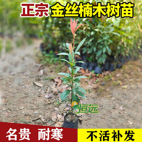 正宗四川金丝楠木树苗名贵树苗