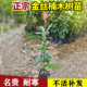 名贵金丝楠木树苗正宗四川金丝南木树苗小盆栽小叶桢楠大树金丝楠